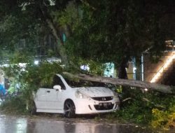 Pohon Tumbang Akibat Angin Kencang, Satu Unit Mobil Honda Jazz Rusak Parah