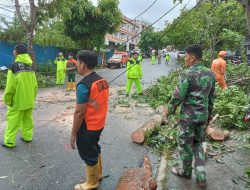 Hujan Deras Disertai Angin Kencang, Petugas Gabungan Lakukan Proses Evakuasi Pohon Tumbang