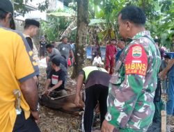 Babinsa Air Raja Monitoring Pemotongan Hewan Qurban