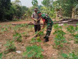 Babinsa Tanjungpinang Timur Sambangi Kelompok Tani