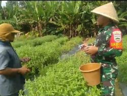 Komsos Bersama Petani, Serda M Chaniago Bantu Panen Daun Kemangi